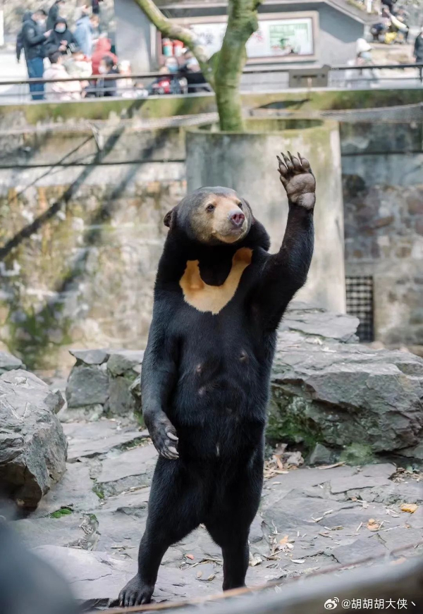 杭州動物園馬來熊站起來跟遊客互動。翻攝百度新聞