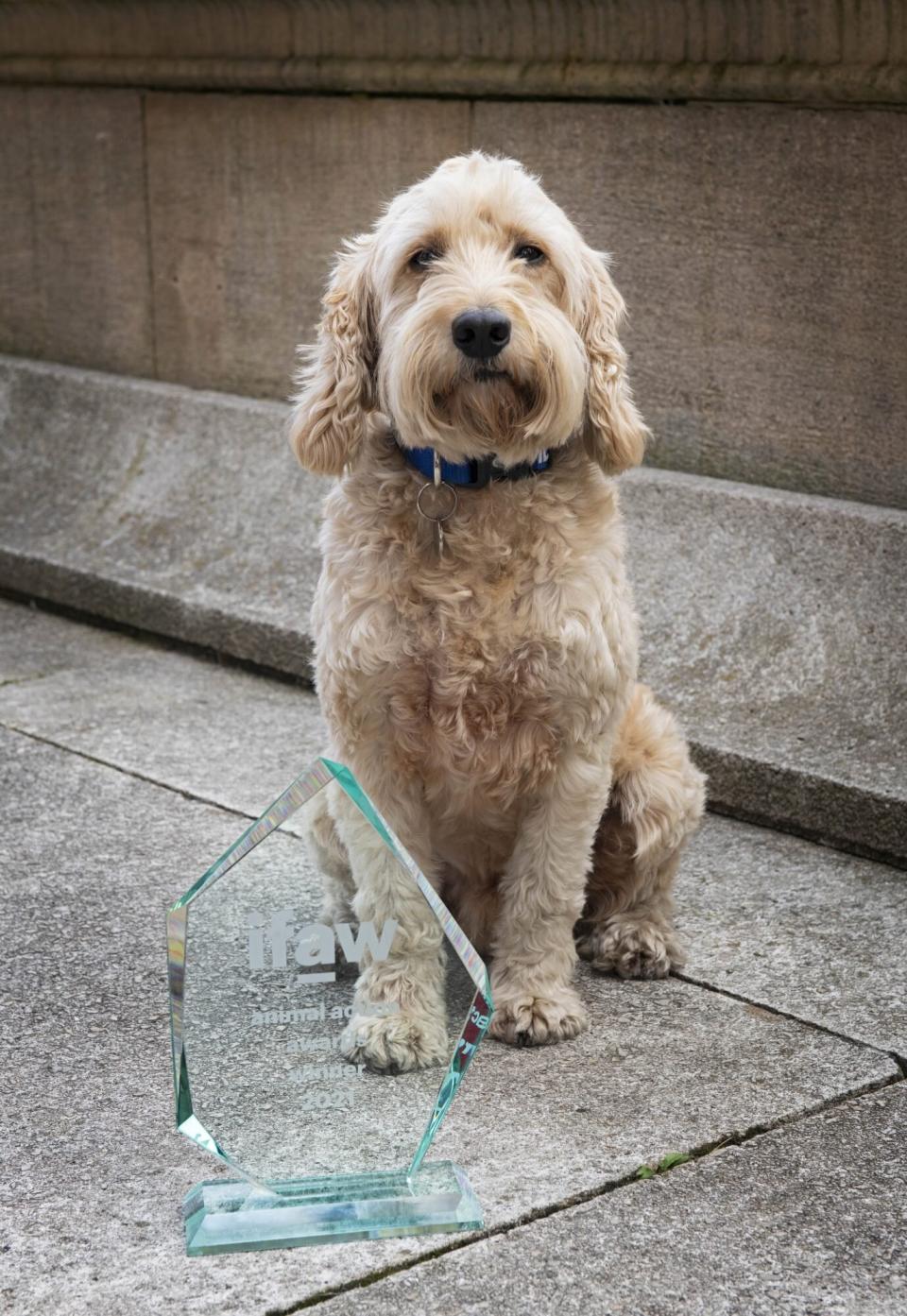 koala detection dog