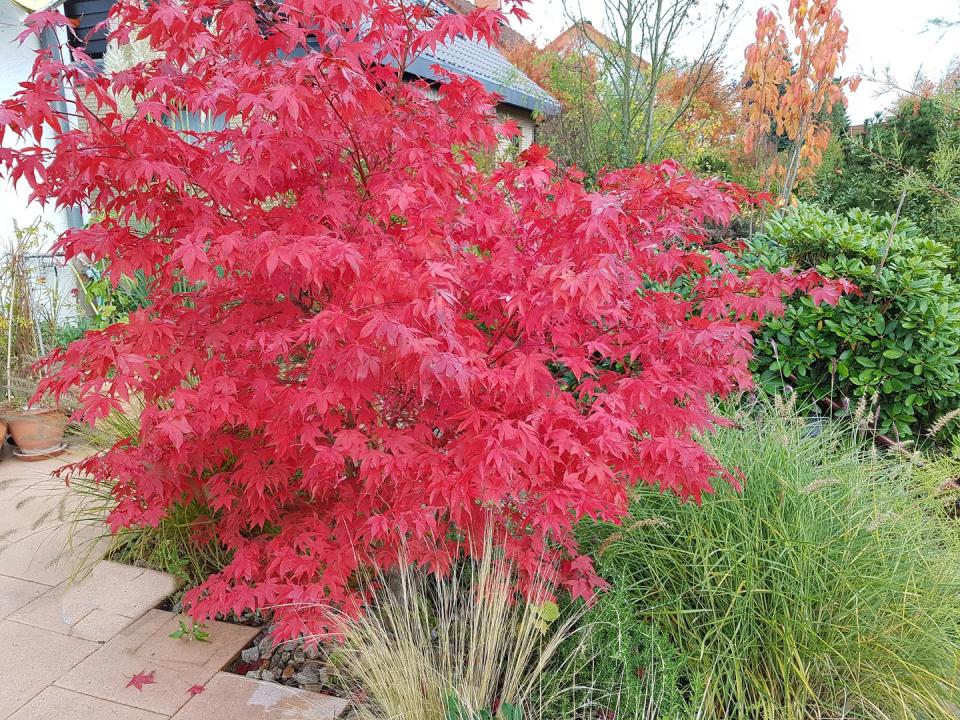 low maintenance front yard fall color