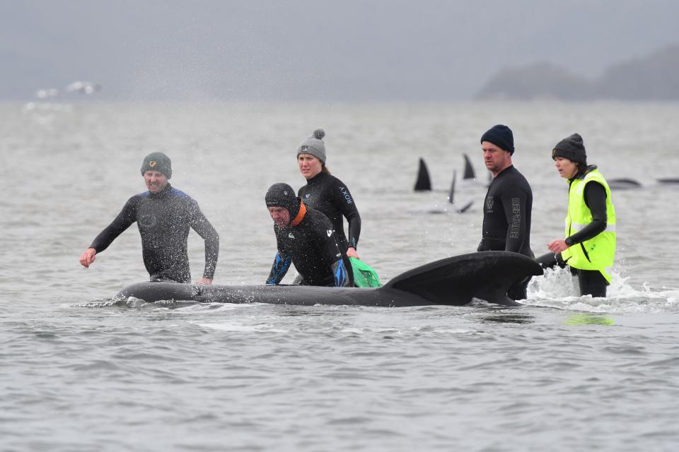 Rescuers work to save a pod of whales stranded on a sandbar in Macquarie Harbour on the rugged west coast of Tasmania on September 22, 2020. (Photo by BRODIE WEEDING/POOL/AFP via Getty Images)