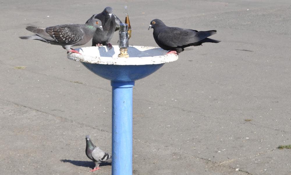 Pigeons at a water fountain.