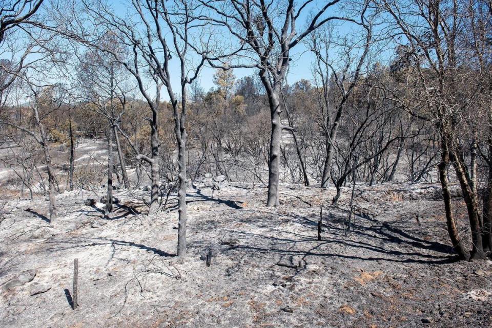 A section of land burned by the French Fire along Highway 140 in Mariposa County, Calif., on Wednesday, July 10, 2024. According to fire officials, the wildfire started on July 4 in the area of French Camp Road and Highway 49 North in Mariposa County. The cause of the fire is under investigation.