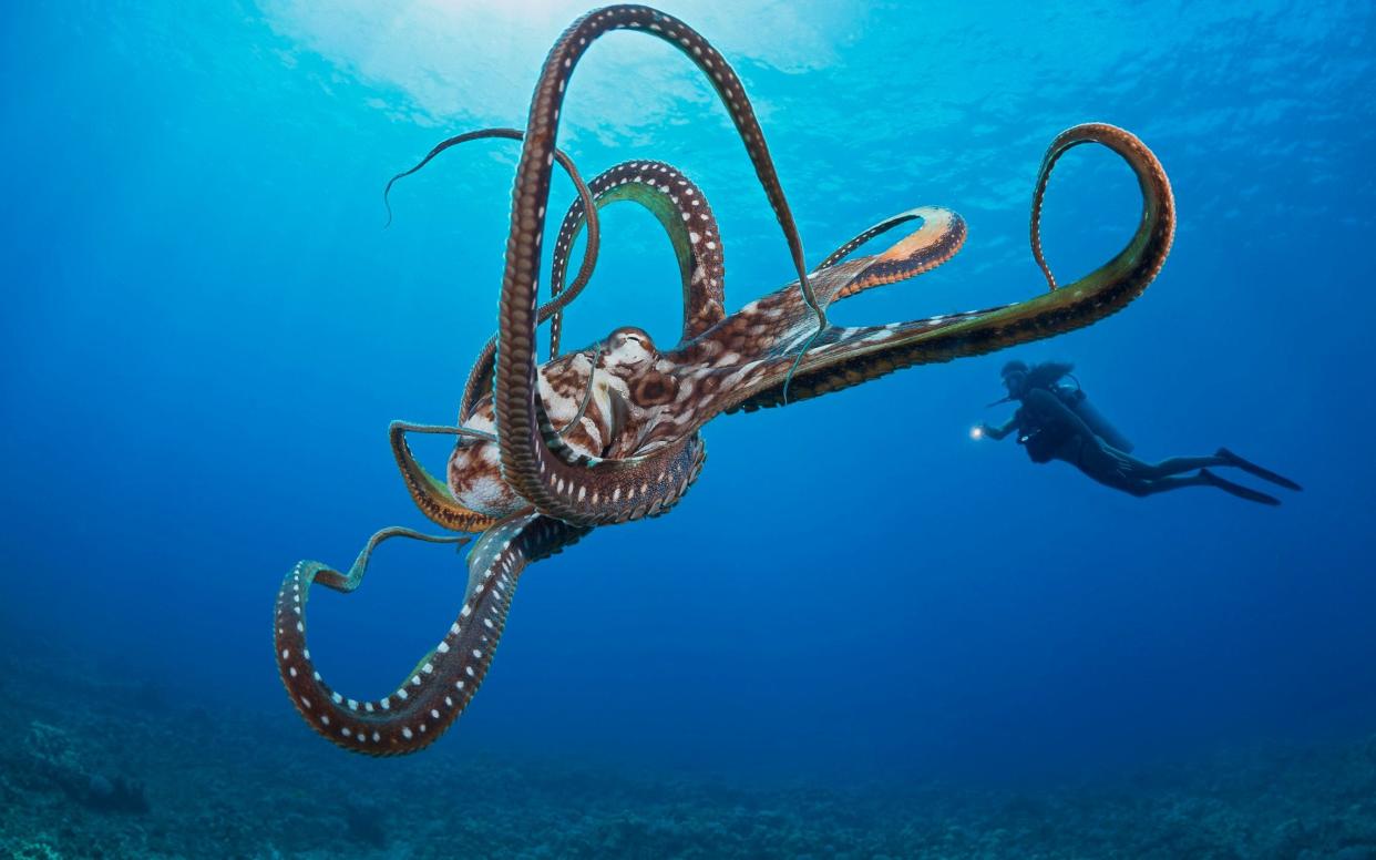 Researchers tested octopus' behavioural reaction to a popular mood-altering drug also known as ecstasy - www.plainpicture.com