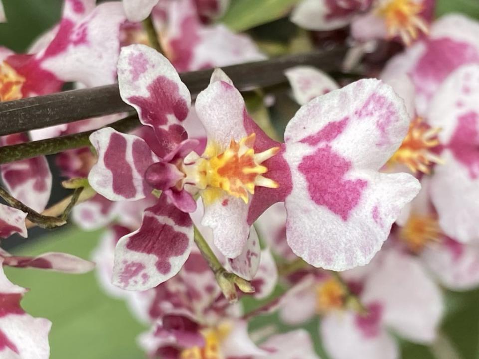 風情萬種的文心蘭盆花新品種「台農八號─花木蘭」。（農試所提供）