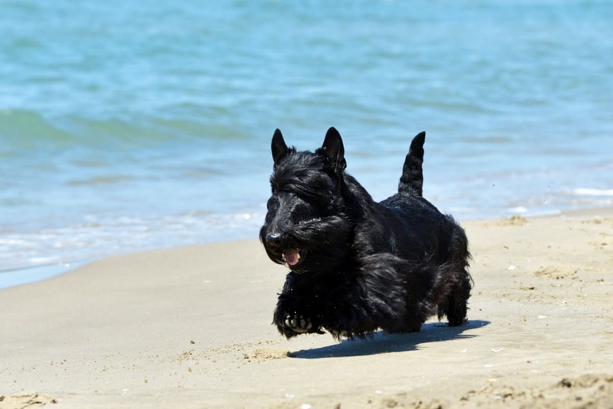 A Scottish Terrier running on the beach<p>cynoclub via Shutterstock</p>