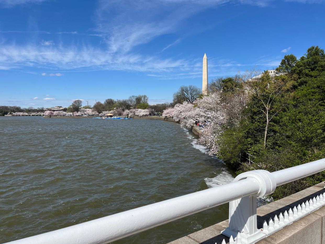 Visitors and locals flock to the Tidal Basin in Washington, D.C. during the springtime season to see the cherry trees blossom.