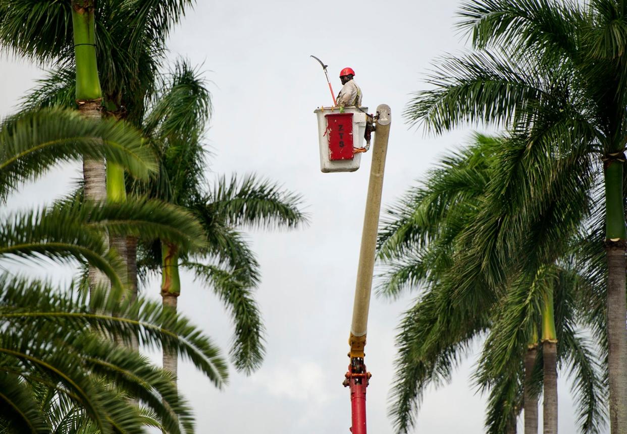 An employee of Zimmerman Tree Service trims palm trees along Cocoanut row in October 2020.