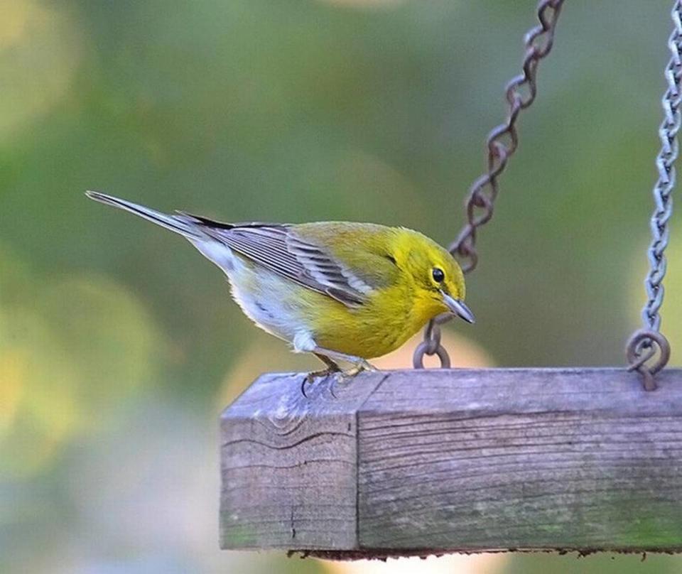 Pine warblers frequently visit backyard birdfeeders in winter. Gary Phillips