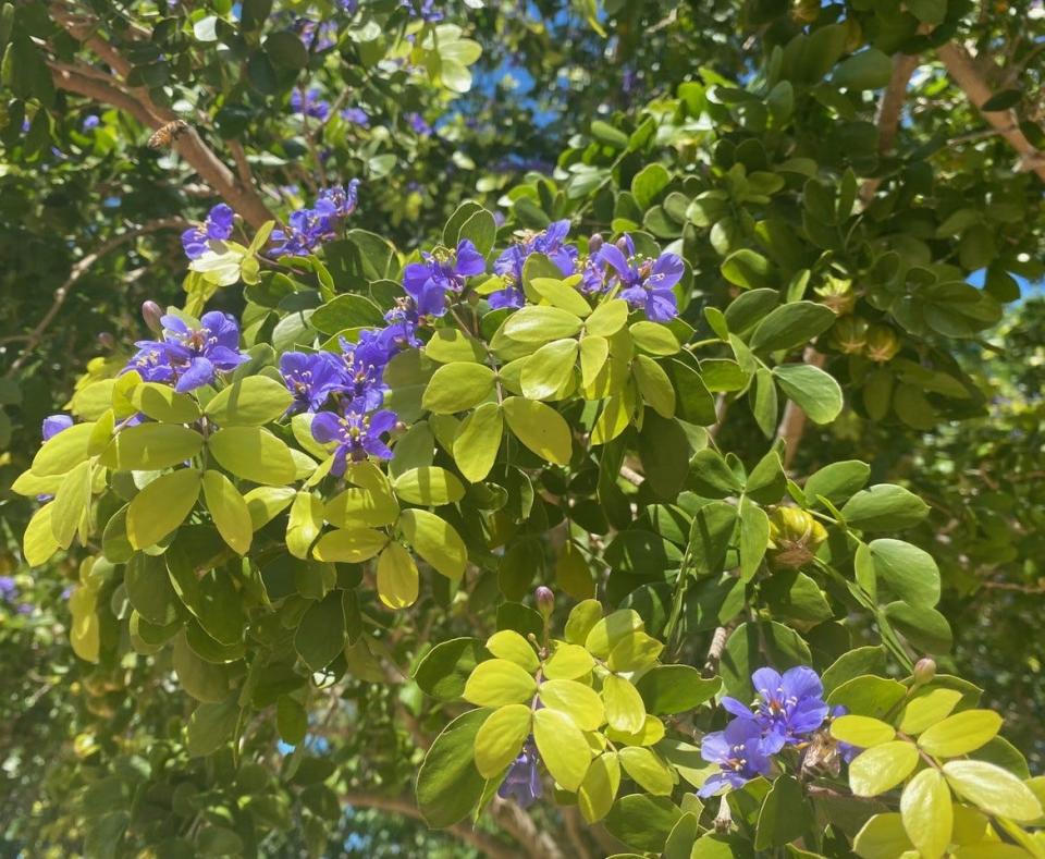 The blue flowers of a lignum vitae, another flowering tree native to Florida.