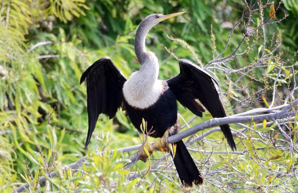 An anhinga spreads its wings to dry them out after fishing in the waters of Lawton Canal in Sea Pines on Thursday.