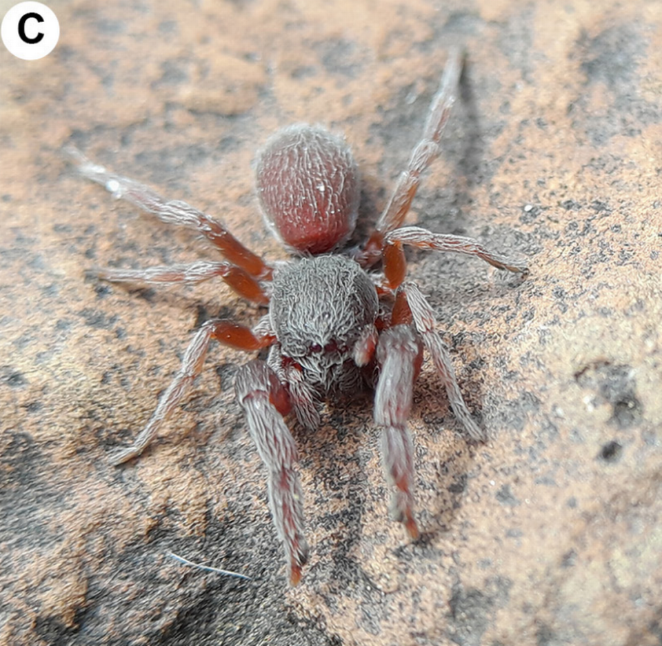 A Palpimanus maldhok, or Maldhok palp-footed spider, perched on a rock.