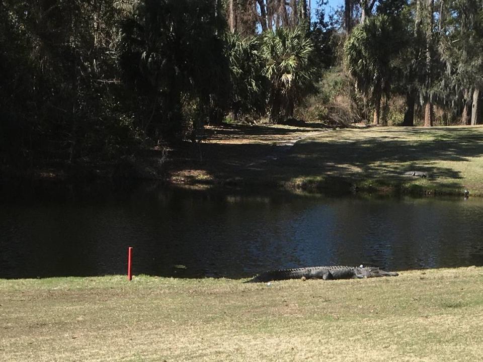 A golf ball on Shipyard Golf Course on Hilton Head came to rest on an alligator’s head March 5. This photo has been cropped and was taken from a safe distance.