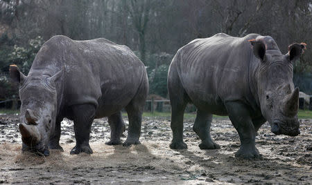 White rhinoceros Bruno (R) and Gracie are seen in their enclosure at Thoiry zoo and wildlife park, about 50 km (30 miles) west of Paris, France, March 7, 2017. REUTERS/Christian Hartmann