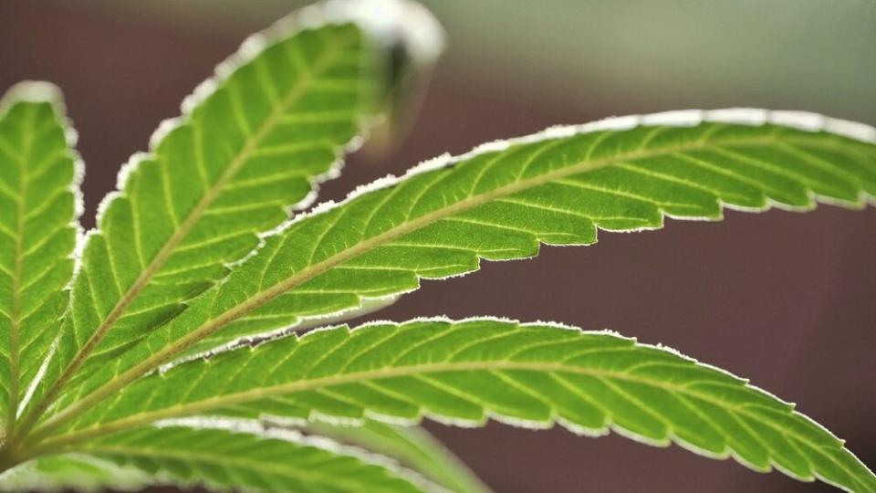 This May 20, 2019, file photo, shows a marijuana leaf on a plant at a cannabis grow in Gardena, Calif. (AP Photo/Richard Vogel, File)