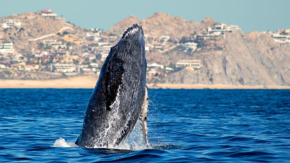 Humpback whale rising from the sea in Cabo San Lucas