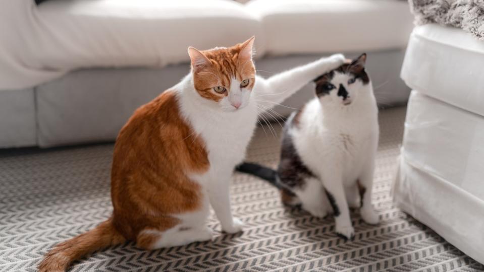 Two cats inside a house.