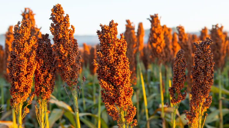 Sorghum grains growing