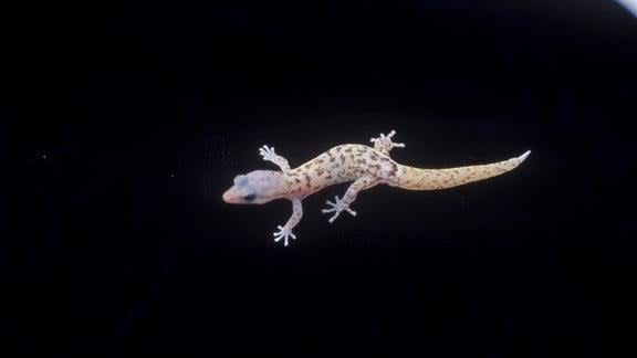 A monito gecko.