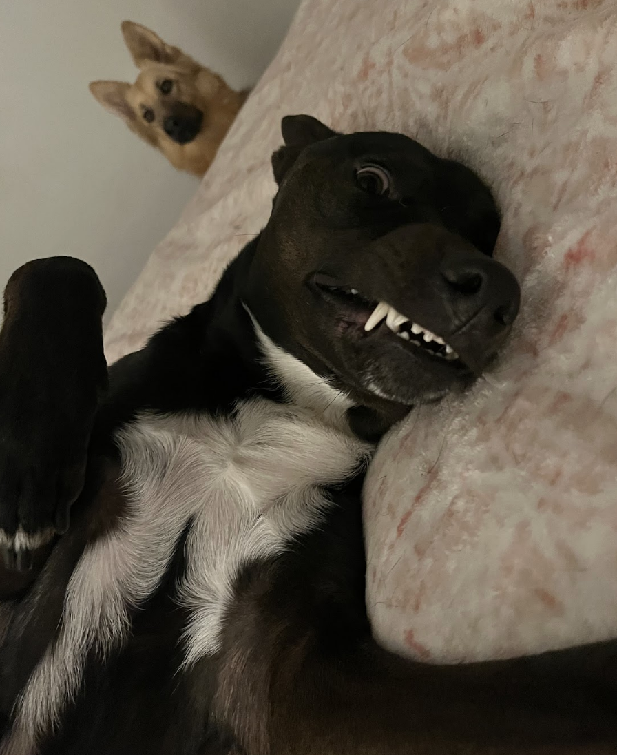 Dog lying on its side playfully with teeth showing, another dog in the background