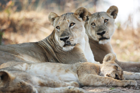 Lions are the world's most social cats, and the dramas in their prides rival anything seen in a TV soap opera - Credit: Plimsoll Productions/ITV