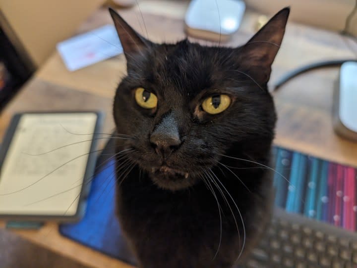 A photo of a black cat sitting on a desk, taken with the Google Pixel 8.