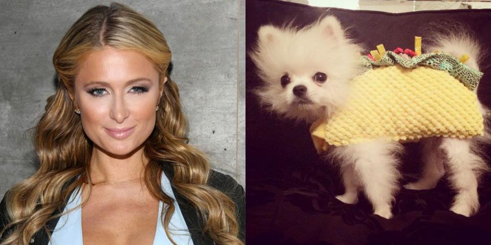 Paris Hilton's Dog, Prince