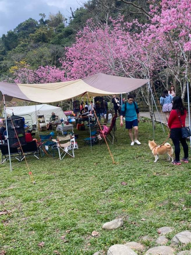 網友抱怨，到台中新社的「櫻花X森林」包區露營，賞櫻遊客除了把露營區的廁所弄到很髒，拍照時還嫌「怎麼都拍到帳篷？」(圖/截自臉書 露營公社)