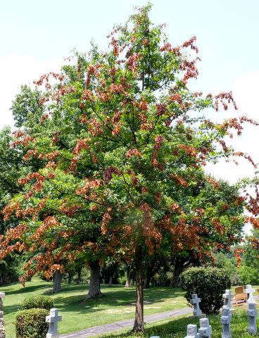 <p>Gene Kritsky, Mount St. Joseph University</p> A tree with dead branches caused by cicadas laying eggs in the tree