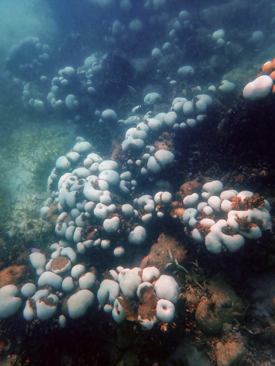 Bleaching coral in Florida.