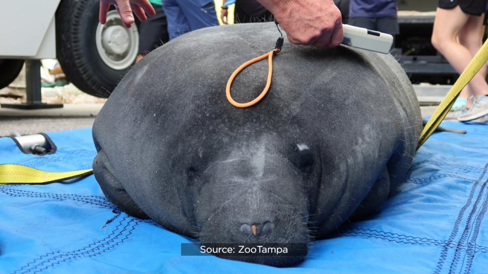 SeaWorld officials said the Columbus Zoo and Aquarium, Cincinnati Zoo & Botanical Garden, ZooTampa at Lowry Park and SeaWorld Orlando have partnered for several years to rehabilitate the eight orphaned manatees.