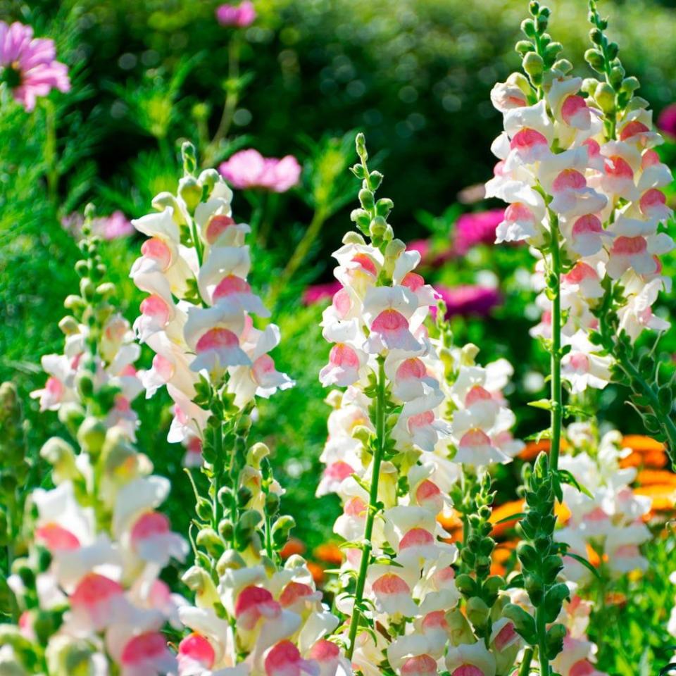 <p><a href="https://www.whiteflowerfarm.com/antirrhinum-majus-potomac-appleblossom" rel="nofollow noopener" target="_blank" data-ylk="slk:Shop Now;elm:context_link;itc:0;sec:content-canvas" class="link ">Shop Now</a></p><p>'Potomac Appleblossom'</p><p>whiteflowerfarm.com</p><p>$12.95</p><span class="copyright">White Flower Farm</span>