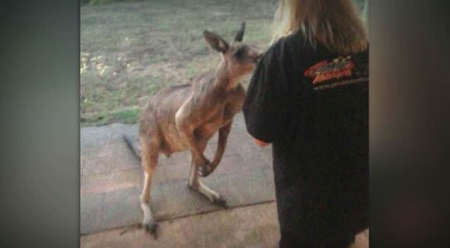 Suzanne McInnes was badly injured when her pet roo turned on her while trying to break up a fight. Photo: Supplied