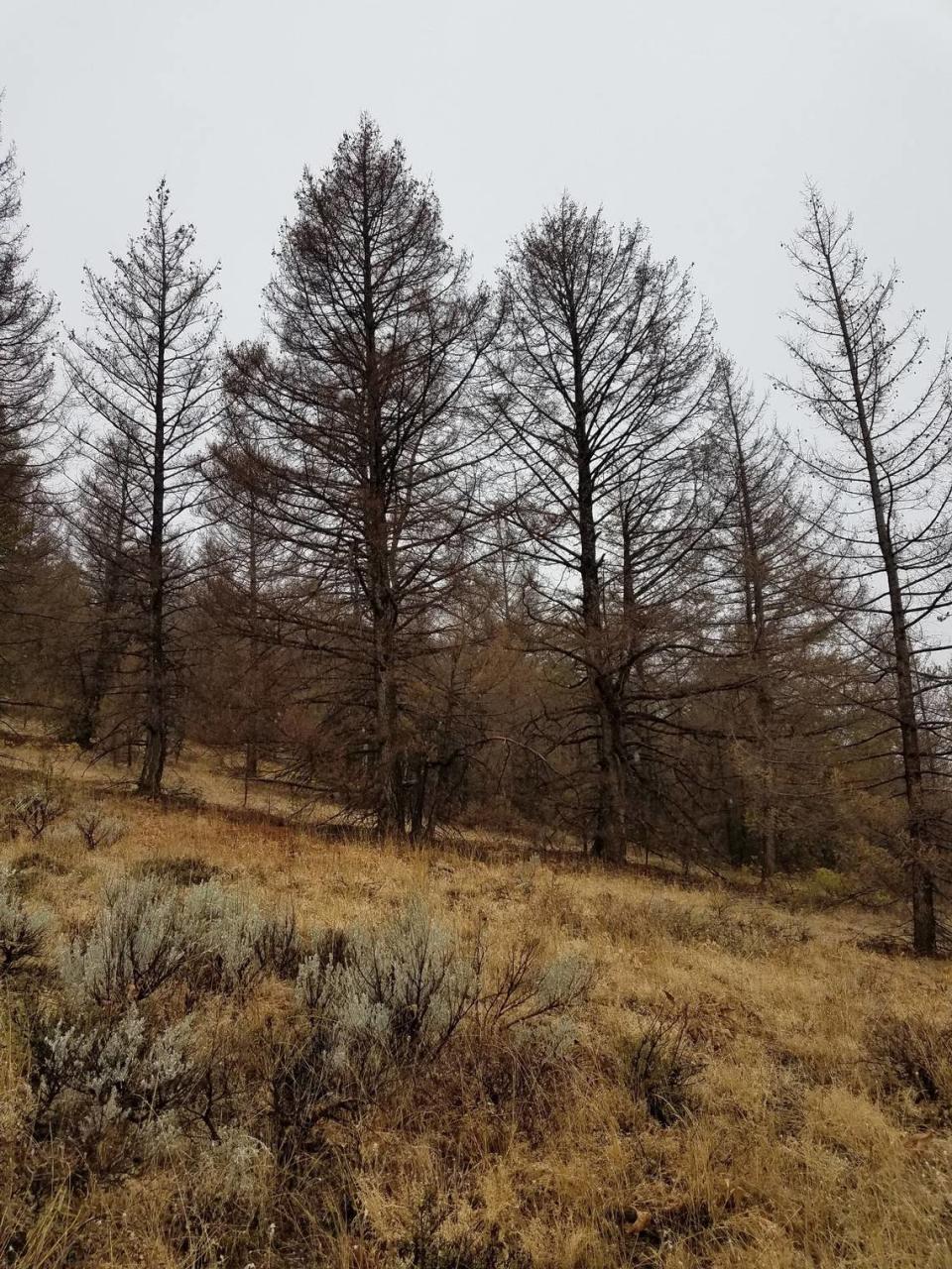 Trees severely defoliated by Douglas-fir tussock moth at Craters of the Moon National Monument in 2017. Southern Idaho experienced a Douglas-fir tussock moth outbreak in a number of areas in 2017-2019. Areas that were defoliated are now experiencing higher levels of Douglas-fir beetle activity.