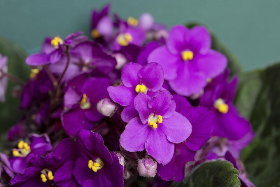 This undated image provided by the National Garden Bureau shows a Daisy Zanzibar African violet plant. The NGB has named 2024 as the Year of the African Violet. (National Garden Bureau via AP)