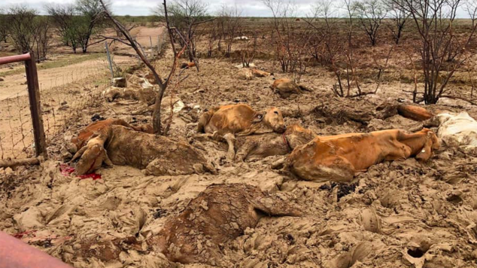 Distressing images from several days ago shows the extent of the drought. Source: Facebook/ Rae Stretton