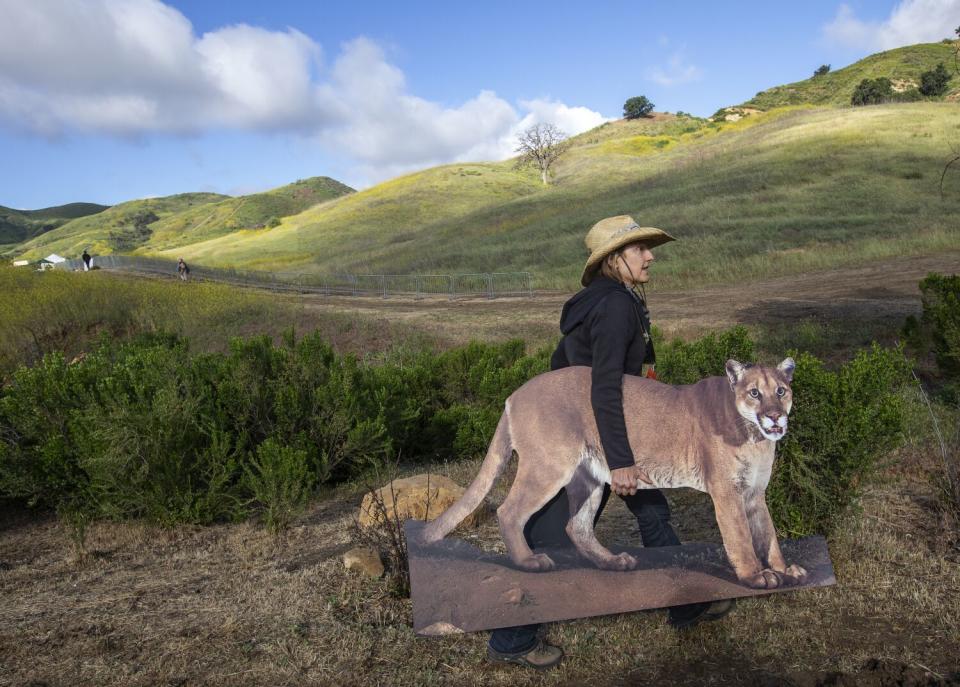 A woman with a straw hat walks with a cardboard cut out of a mountain lion near light green hills.