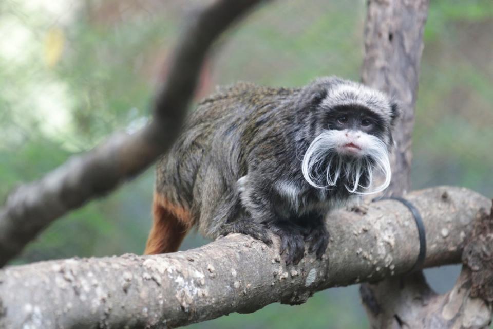 An emperor tamarin monkey at Dallas Zoo  (AP)