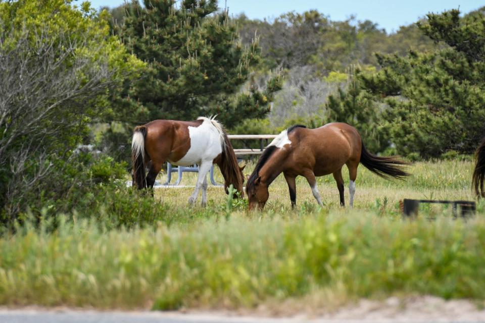 The Yankee band of wild horses in the Assateague State Park campground on Wednesday, May 22, 2019. Rangers ask that visitors for Memorial Day weekend maintain at least 40 feet distance from the horses for safety.