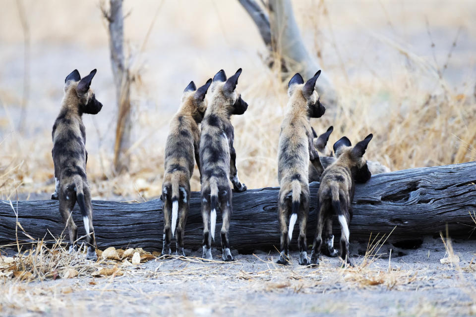 The dogs, pictured at Savuti, Chobe National Park, Botswana (Piper Mackay/Remembering African Wild Dogs)