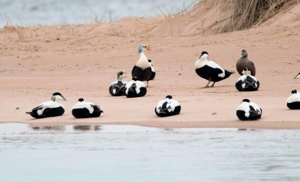 The king eider duck on a beach in Scotland