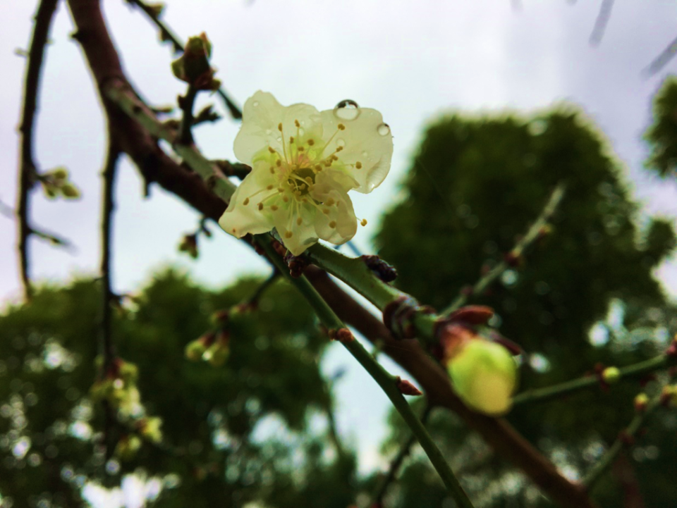 寒風中盛開的梅花。   圖：台北市政府公園路燈工程管理處／提供