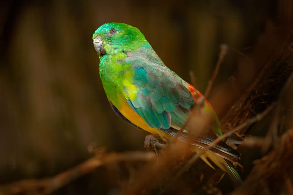 Red-rumped parrot