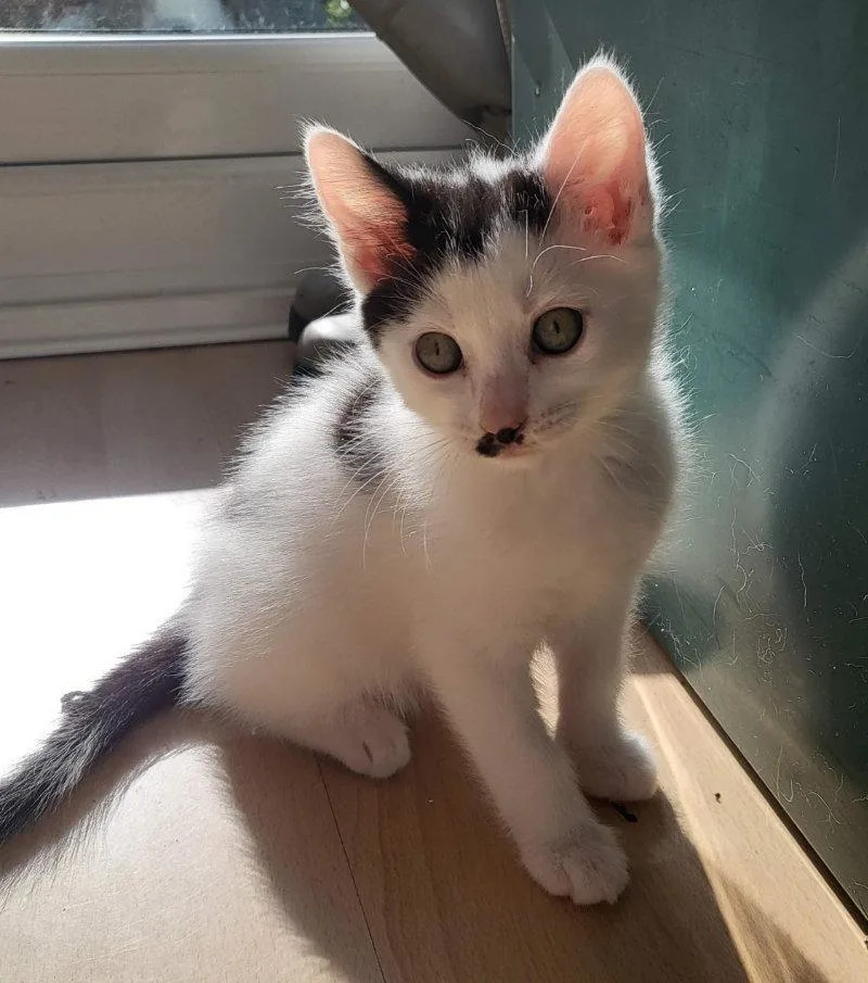 Kenickie is always on the go and looking for the next toy to play with (Photo: RSPCA)