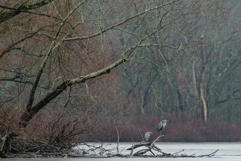 Great blue herons rest in the Zoar wetlands on a recent rainy afternoon.