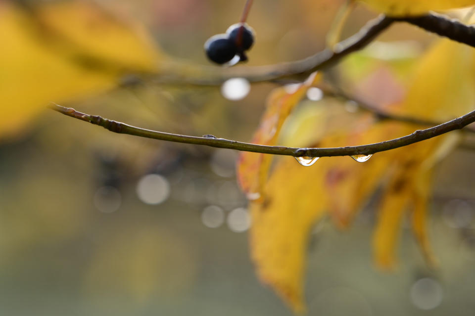 Closeup of droplets on a branch with shallow depth of field