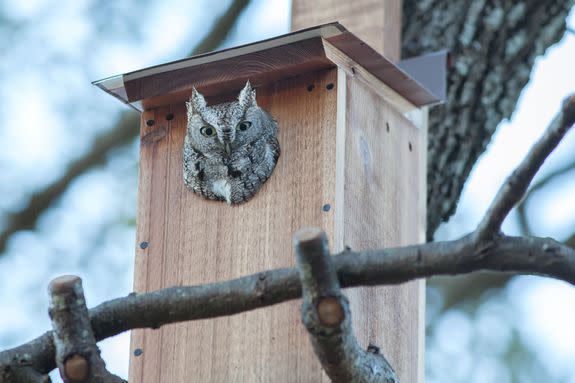 Superb Owl Sunday is swooping in to save your weekend