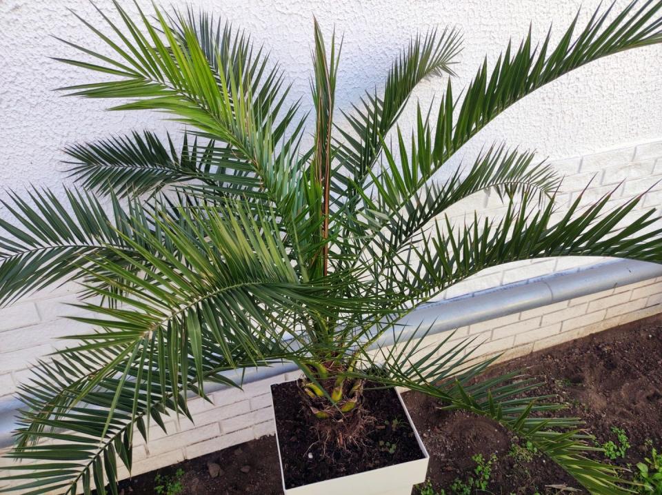 patio plants majesty palm in a pot outdoors