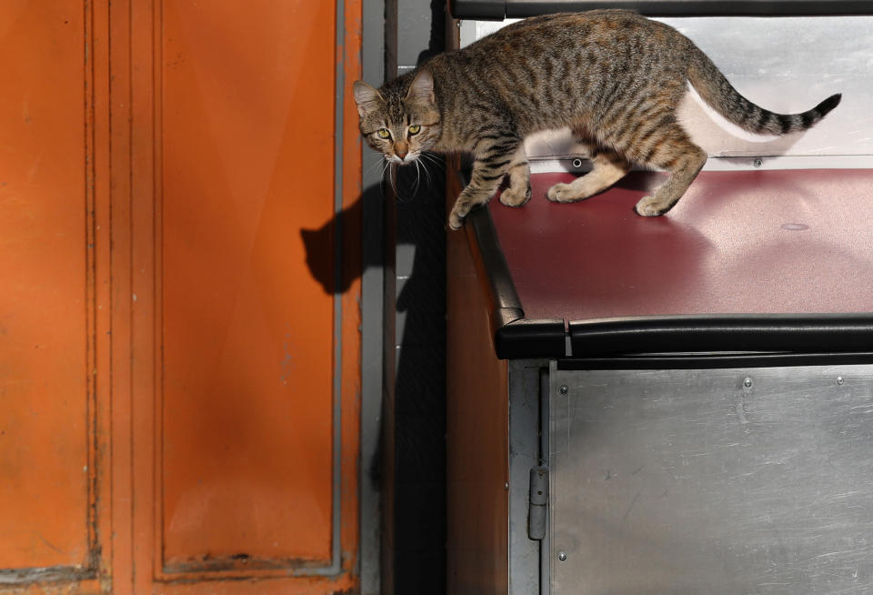 <p>A cat prepares for takeoff on Jan. 6, 2018. (Photo: Goran Tomasevic/Reuters) </p>