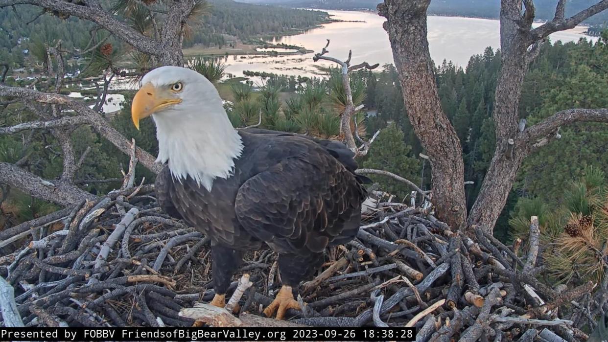 The popular bald eagle couple, Jackie and Shadow, are done vacationing and have returned to their nest in Big Bear. One of the birds is show here.