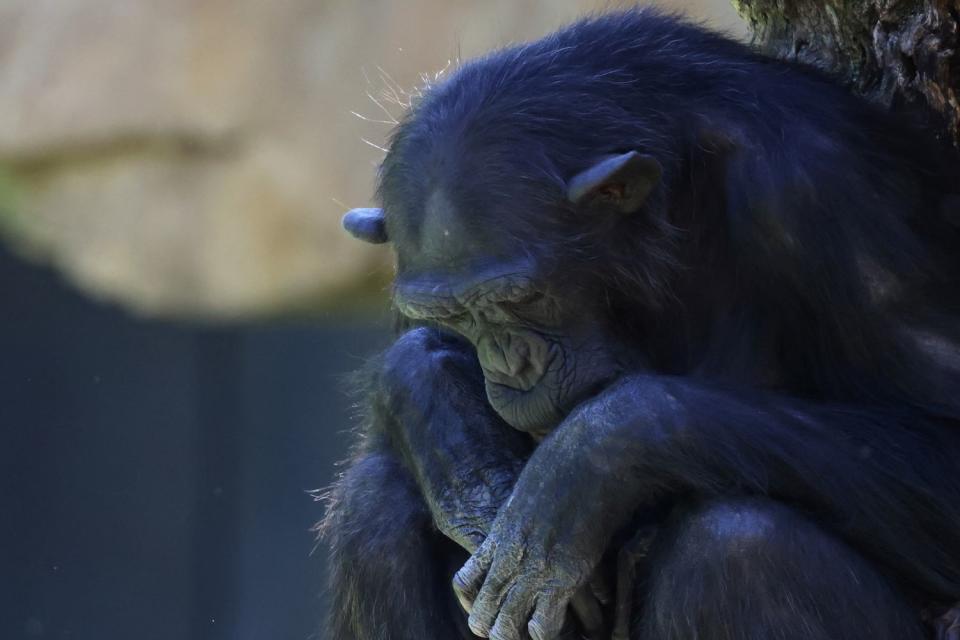 <p>REUTERS/Nacho Doce</p> Natalia the chimpanzee at BIOPARC Valencia